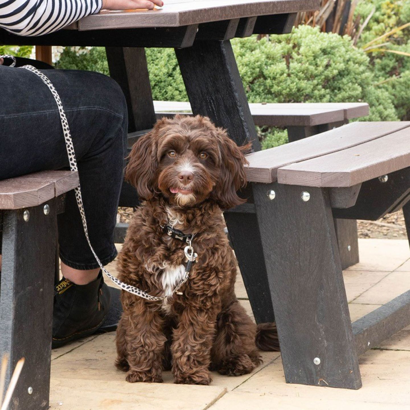 Your local dog friendly pub in Scawsby